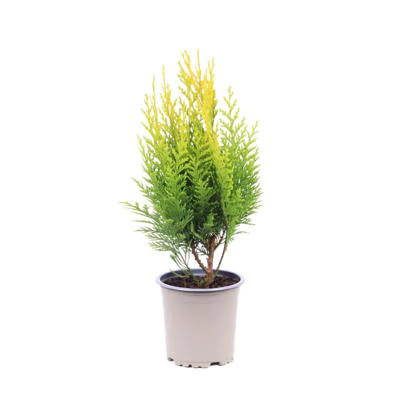 Ciprés de Lawson - Chamaecyparis lawsoniana 'Stardust' Precio Económico