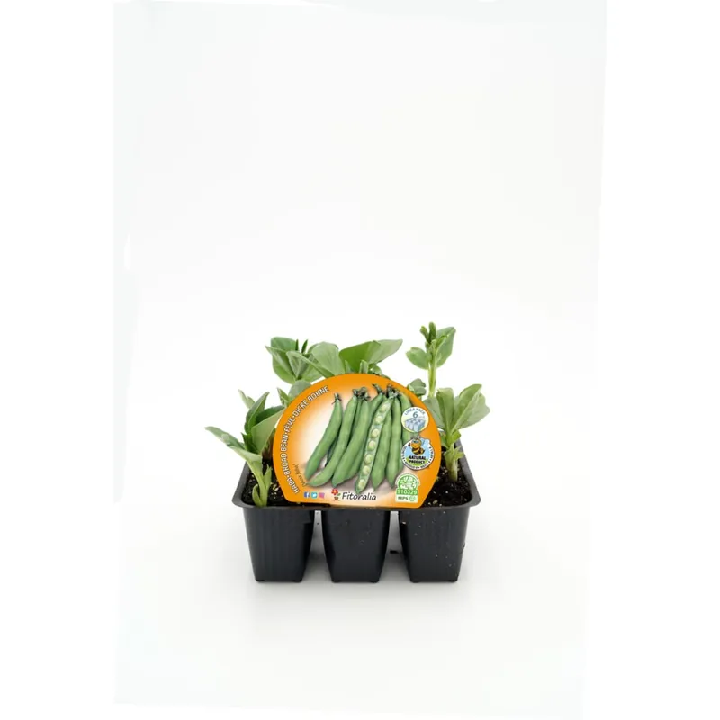 Descuento Haba - Planta de huerto