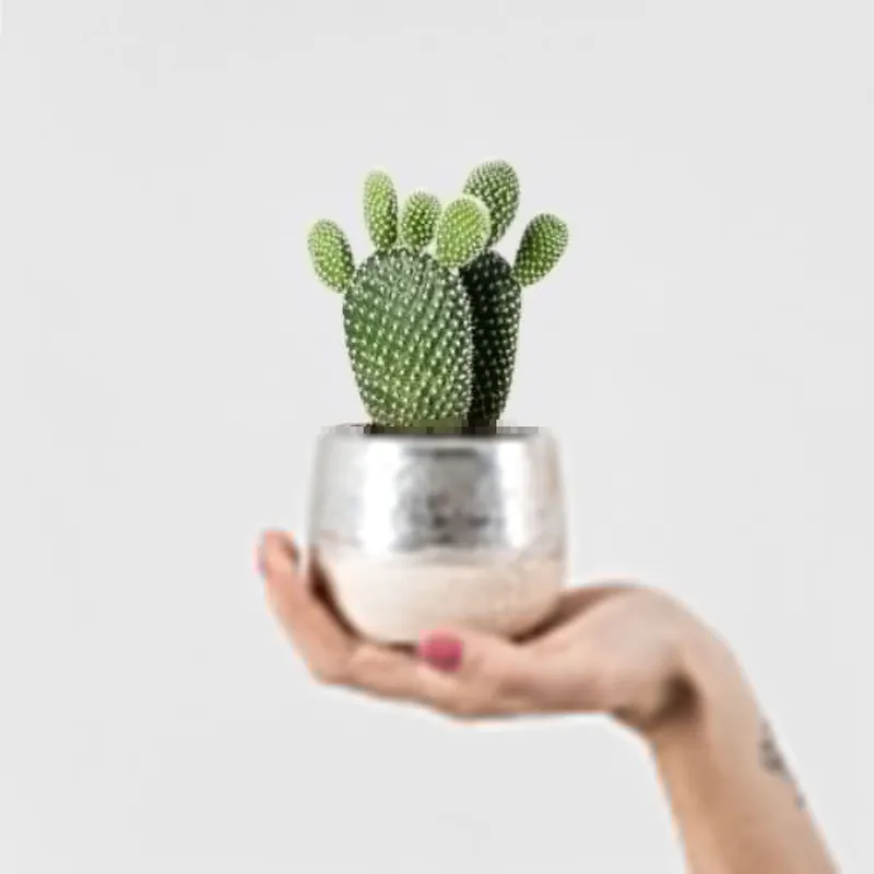 Tendencia Cactus Kolibri Opuntia Silver con maceta