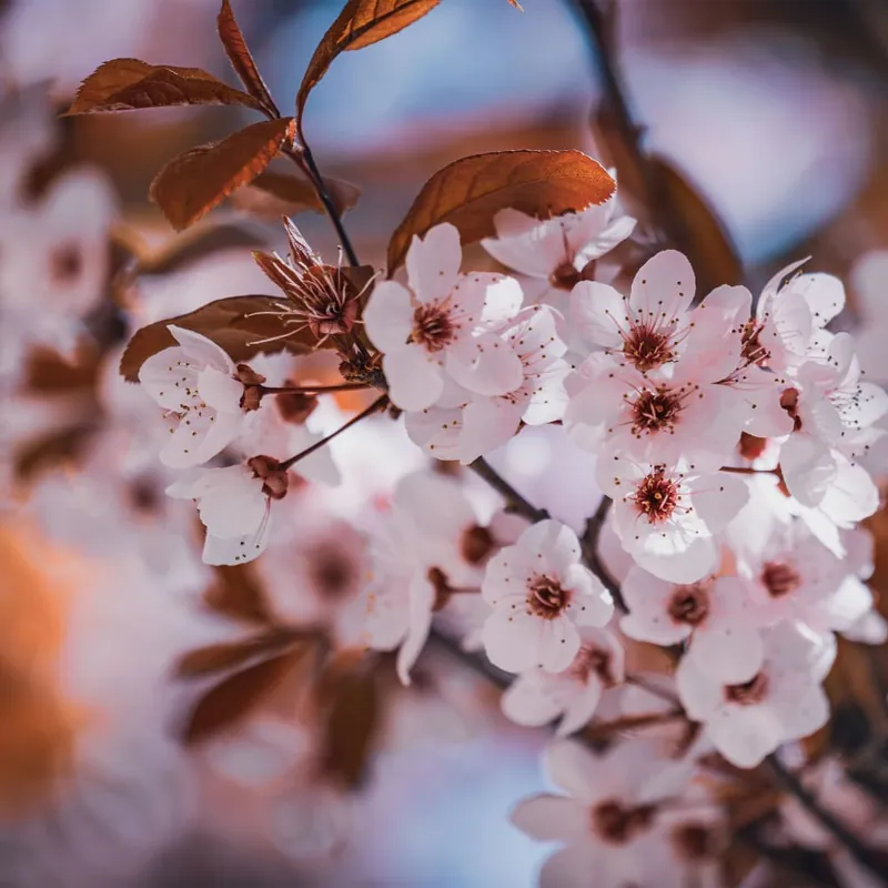 Económico Prunus cerasifera 'Nigra'