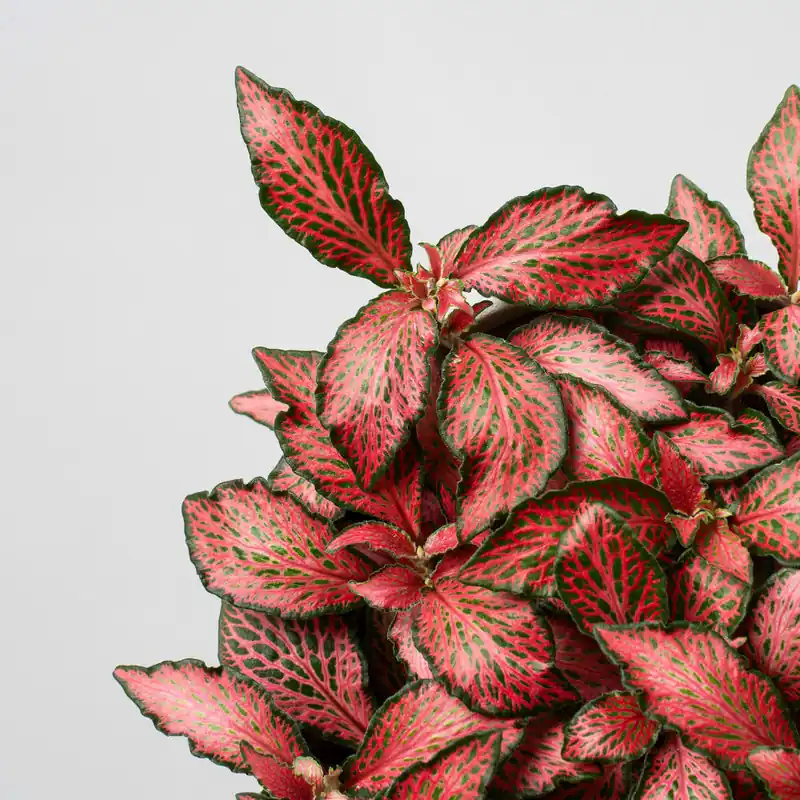 Mejor Calidad Fittonia 'Forest Flame'