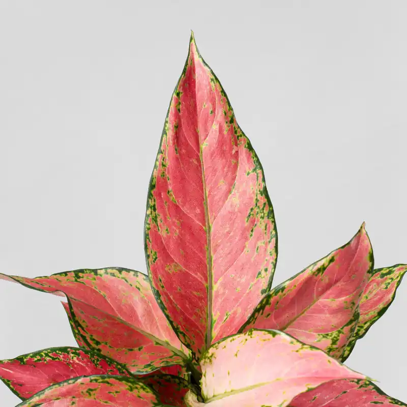 Aglaonema 'Cherry Baby' Envío Exprés