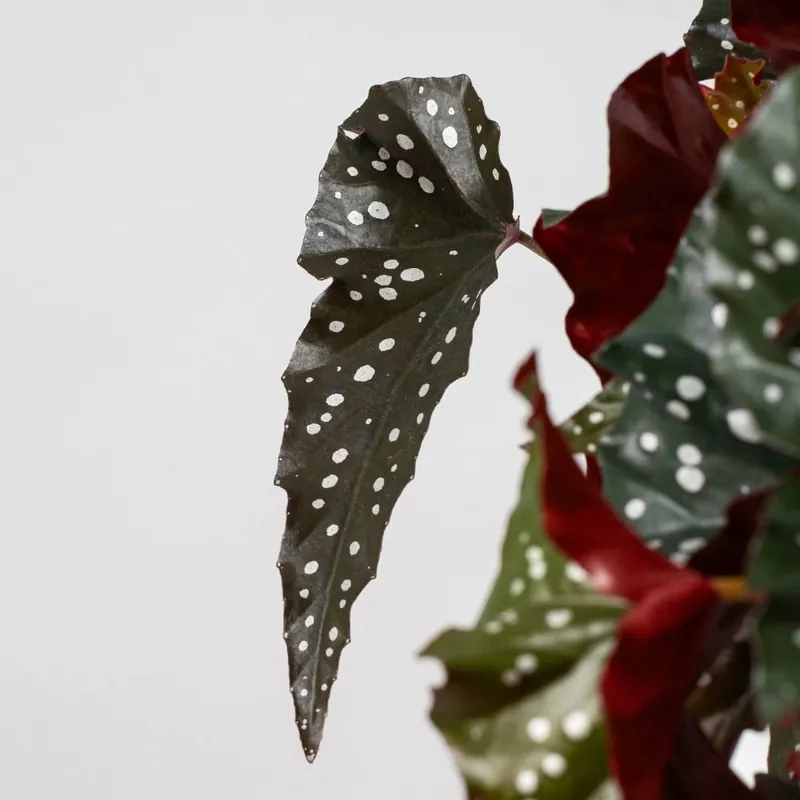 Envío Exprés Begonia maculata 'Black Forest'