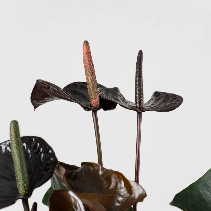 Anthurium 'Beauty Black' Certificado