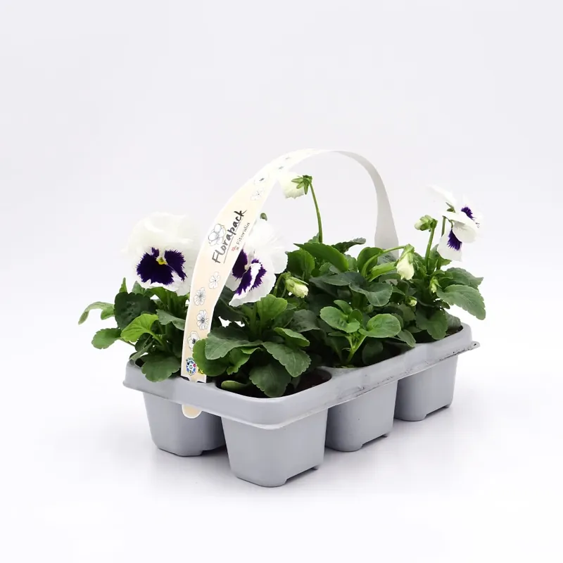 Certificado Viola × wittrockiana 'White Blotch' - Pensamiento