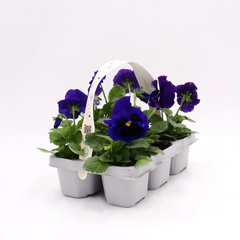 Disponible Ahora Viola × wittrockiana 'Blue Blotch' - Pensamiento