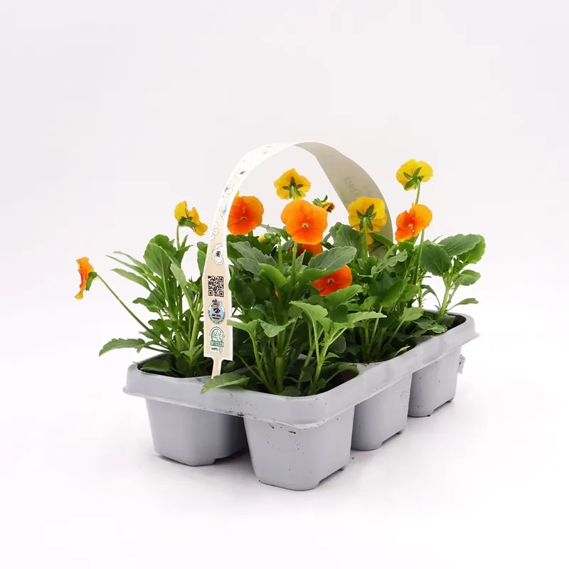 Viola cornuta  'Twix Orange' - Pensamiento mini Gran Oferta