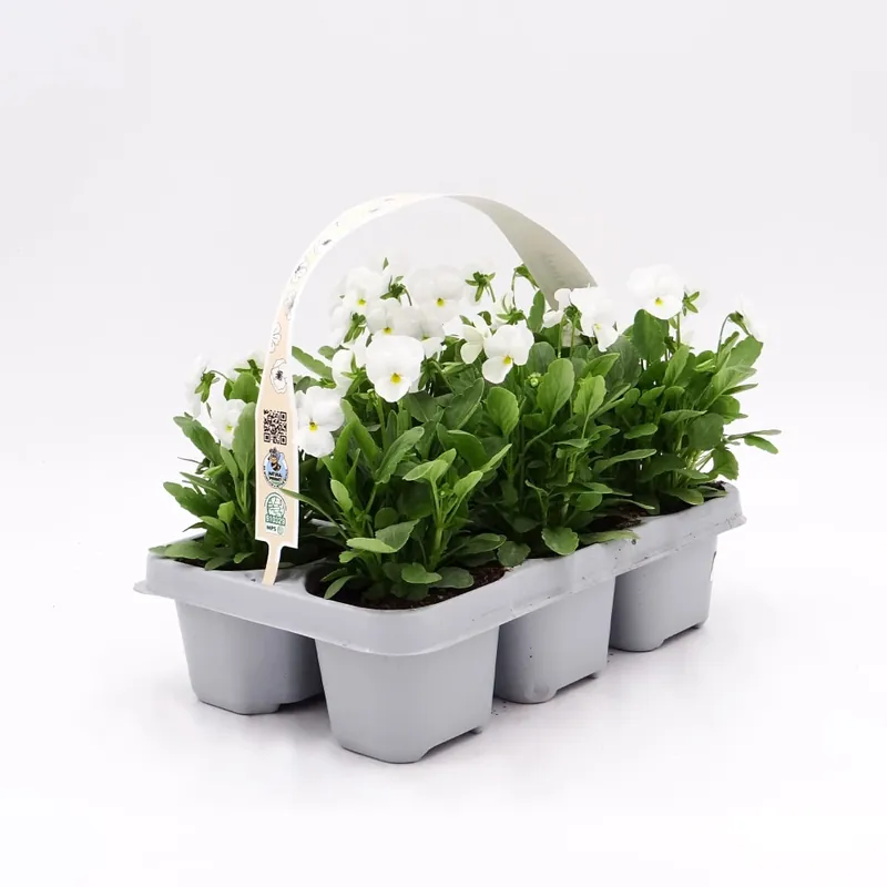 Favorito De Clientes Viola cornuta  'Twix White' - Pensamiento mini