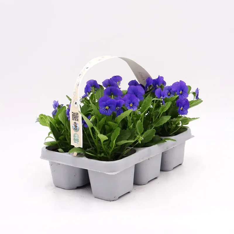Artesanal Viola cornuta  'Twix Blue' - Pensamiento mini