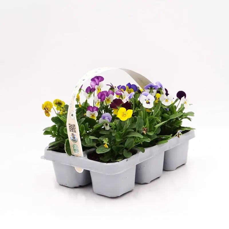 Viola cornuta  'Twix Wing Mix' - Pensamiento mini Precio Reducido