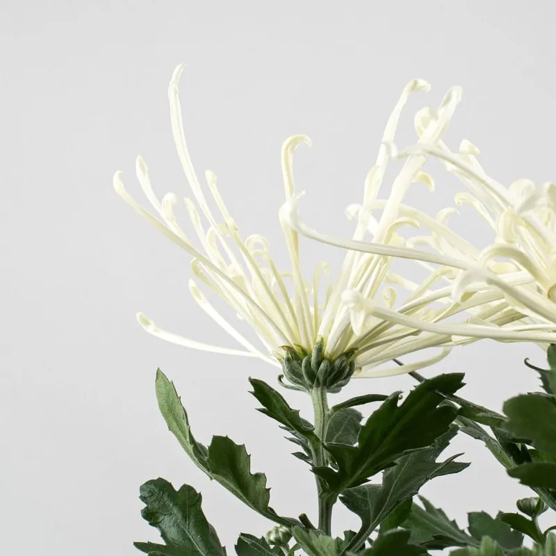 Mejor Precio Margarita índica 'Fireworks Cream'
