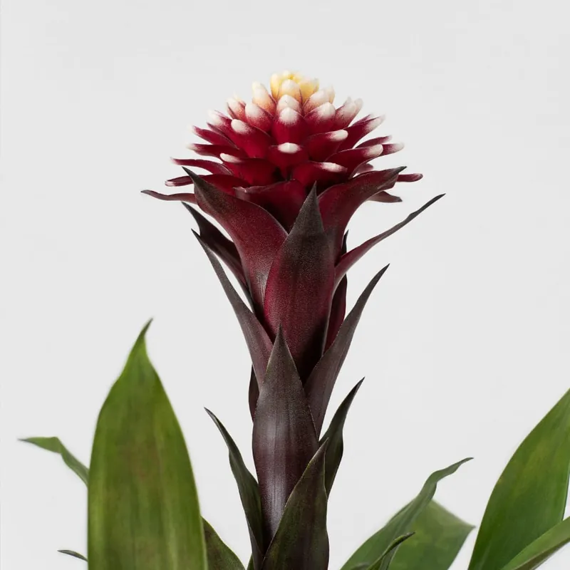 Nuevo Modelo Guzmania 'Francesca'
