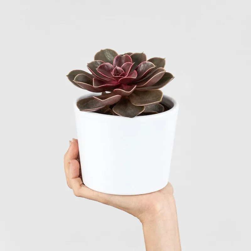 Echeveria 'Magic Red' Exclusivo