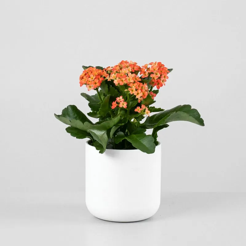 Moderno Kalanchoe naranja 'Acheron'