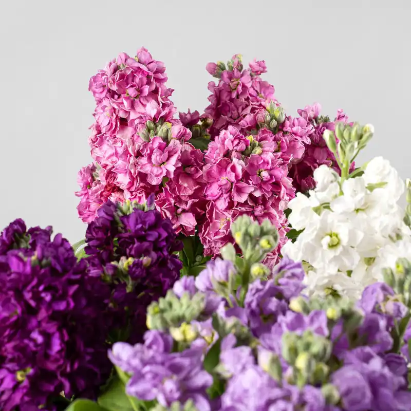 Tendencia Matthiola Incana de flor doble (Alhelí)
