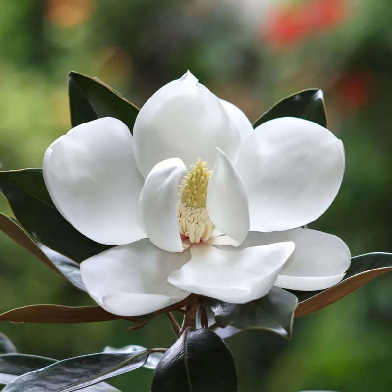 Magnolia grandiflora 'Galissonnière' Edición Limitada