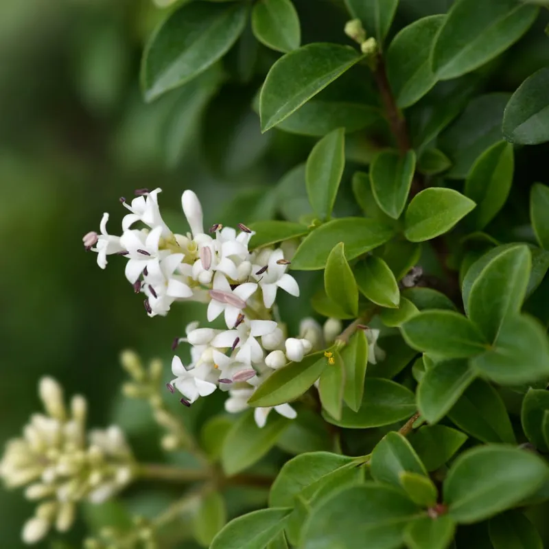 Envío Gratis Ligustrum delavayanum