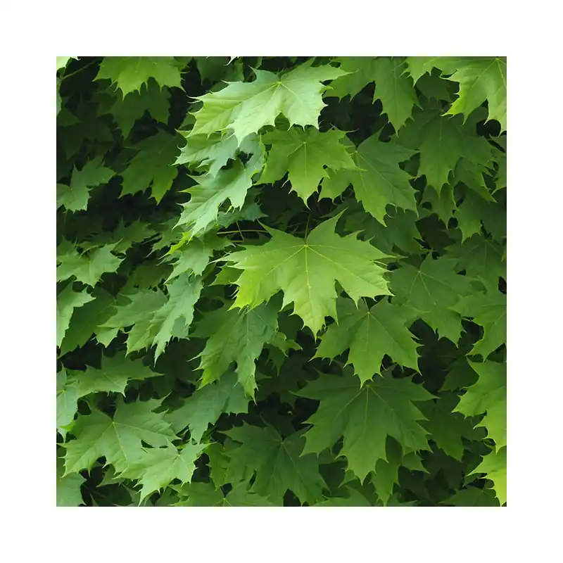 Acer platanoides Profesional