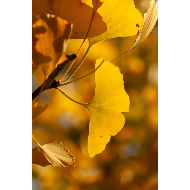 Más Vendido Ginkgo biloba