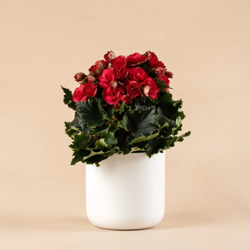 Liquidación Begonia elatior roja 'Grace'