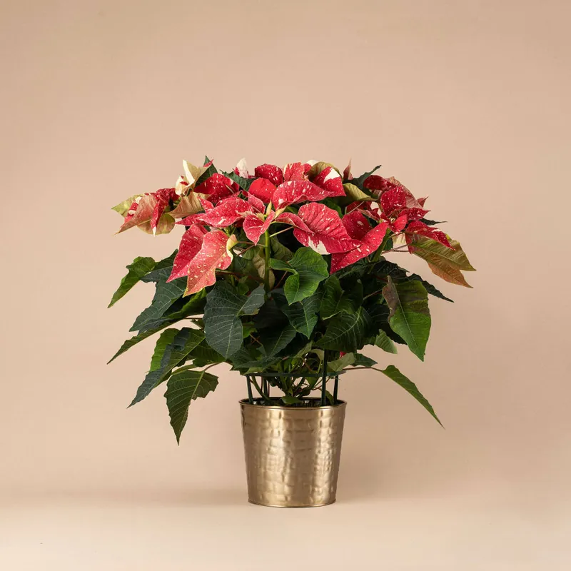 Moderno Flor de Pascua Fantasía