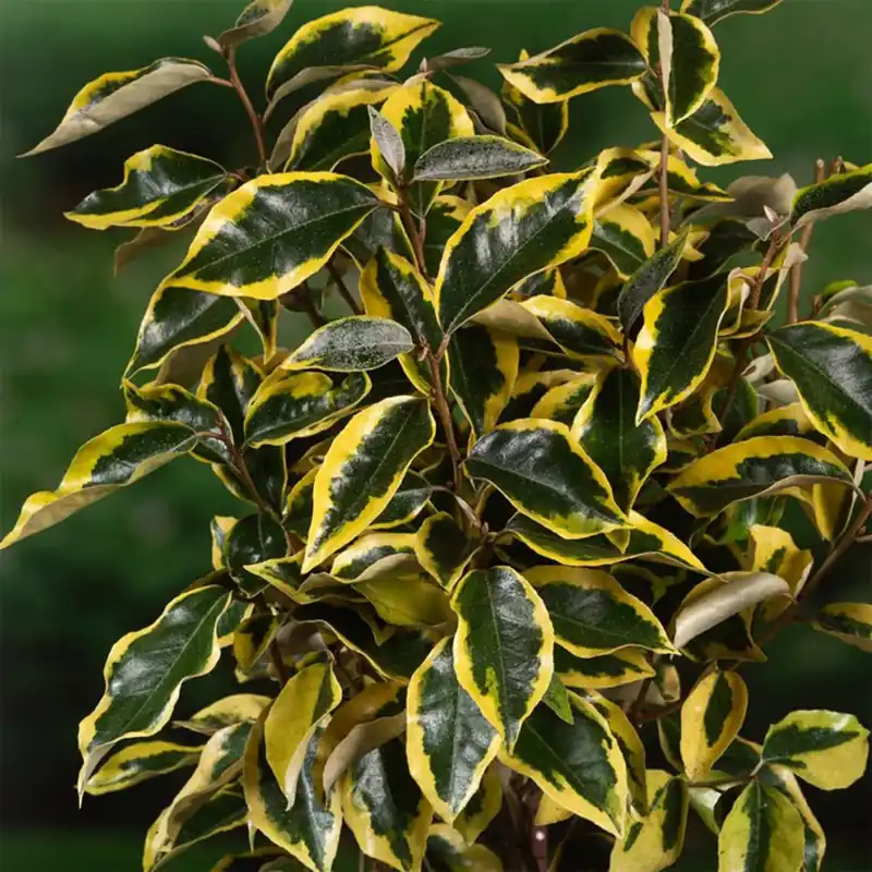 Oferta Elaeagnus x ebbingei 'Gilt Edge'