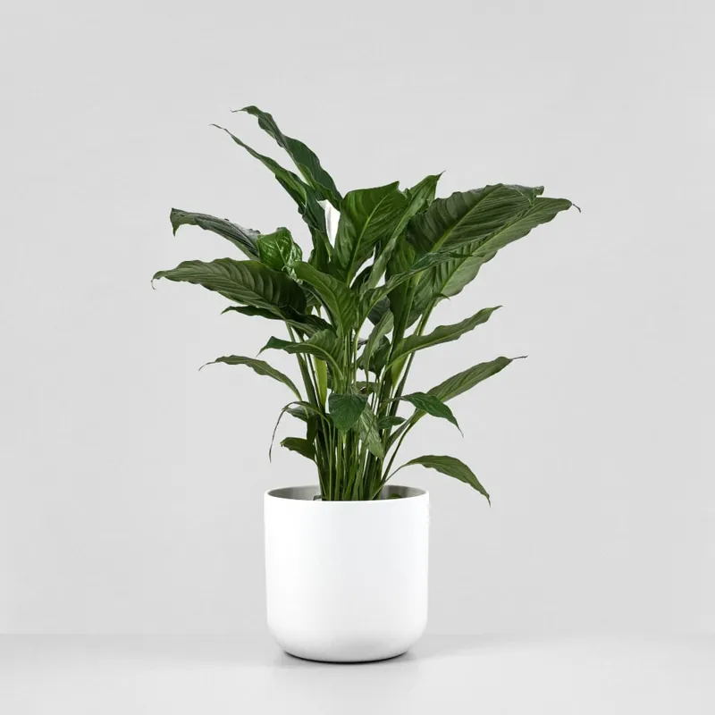 Spathiphyllum 'Sweet Sebastiano' (Espatifilo) Promoción