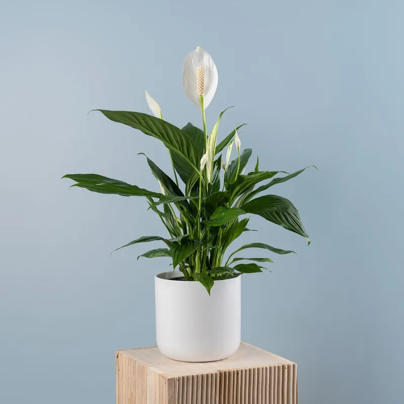 Favorito De Clientes Spathiphyllum 'Bingo Cupido' (Espatifilo)