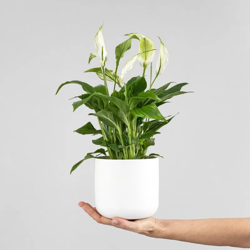 Barato Spathiphyllum wallisii 'Bellini' (Espatifilo)