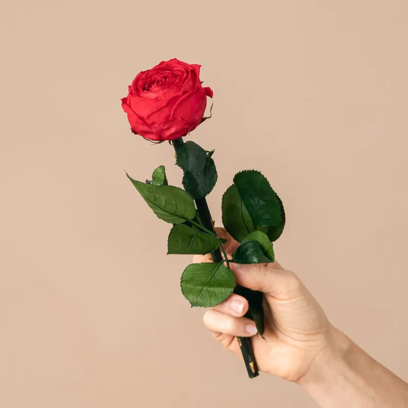 Rosa Preservada de Jardín Roja 'Amorosa' A Buen Precio