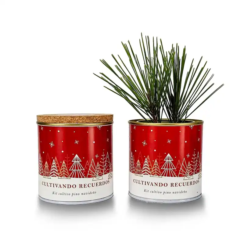 Kit de Cultivo Piño Paisaje Nevado Envío Gratis