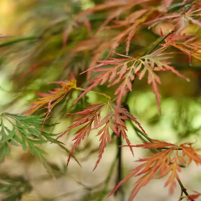 Precio De Fábrica Acer palmatum 'Seiryu'
