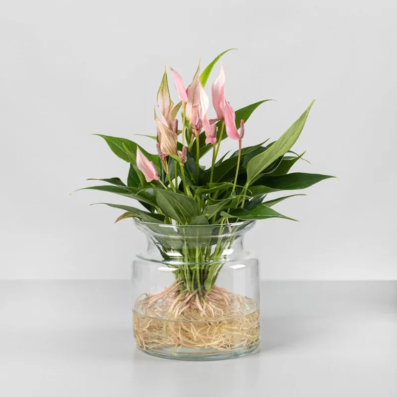 Nueva Colección Anthurium 'Lilli' (Hidropónica)