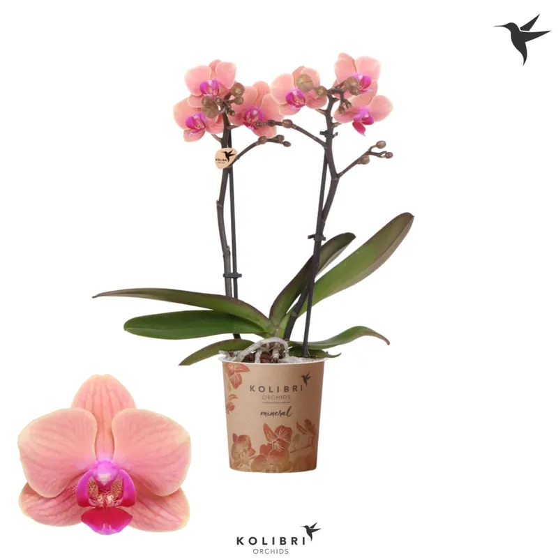 Orquídea Kolibri 'Jemen' Tendencia