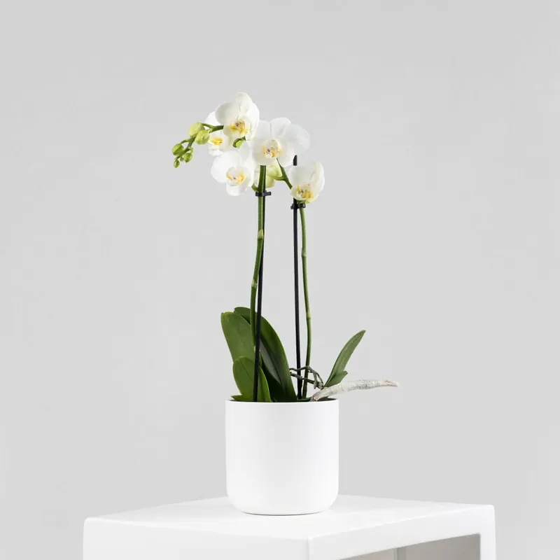Orquídea Kolibri 'Sweeden' Moderno