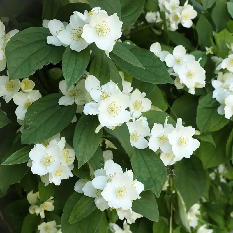 Nueva Colección Philadelphus coronarius