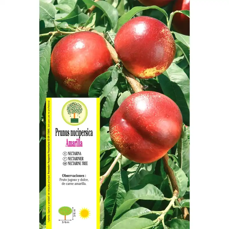 Oferta Flash Nectarina 'Groga'