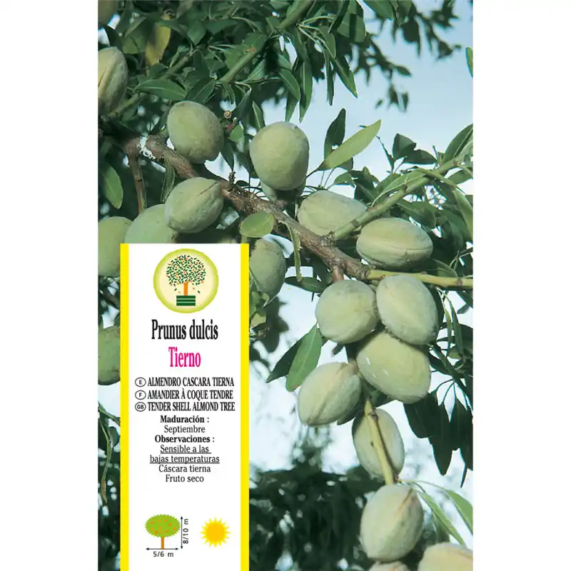 Marca Reconocida Almendro 'Mollar' (Prunus dulcis)