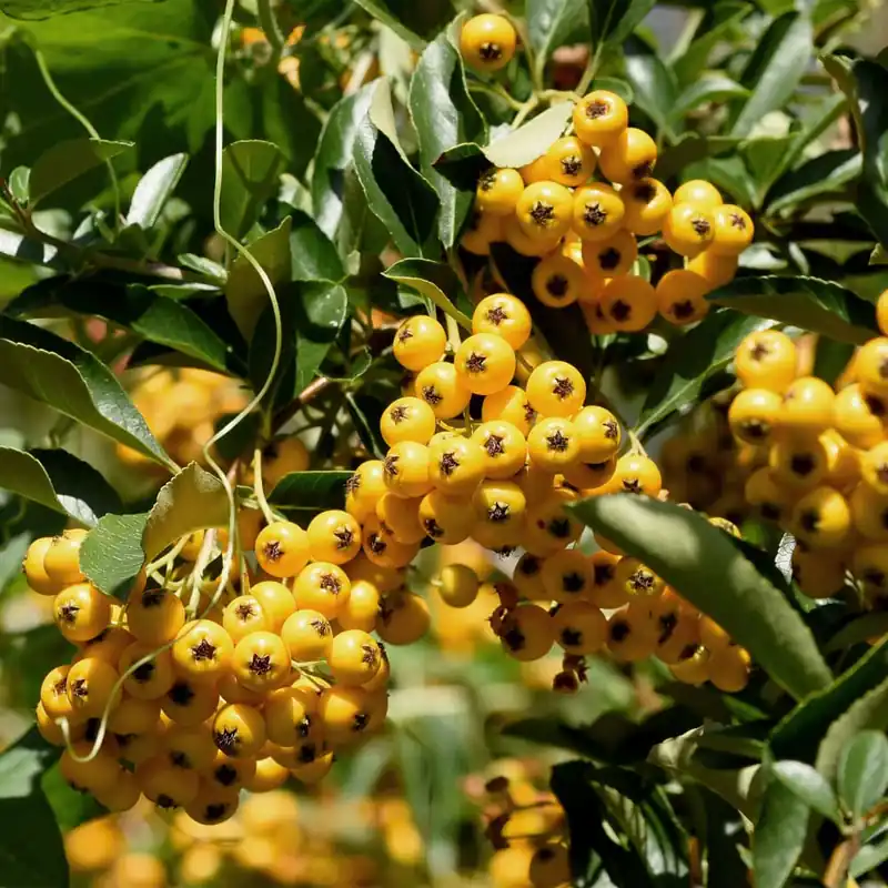 Auténtico Pyracantha coccinea 'Soleil d‘Or'
