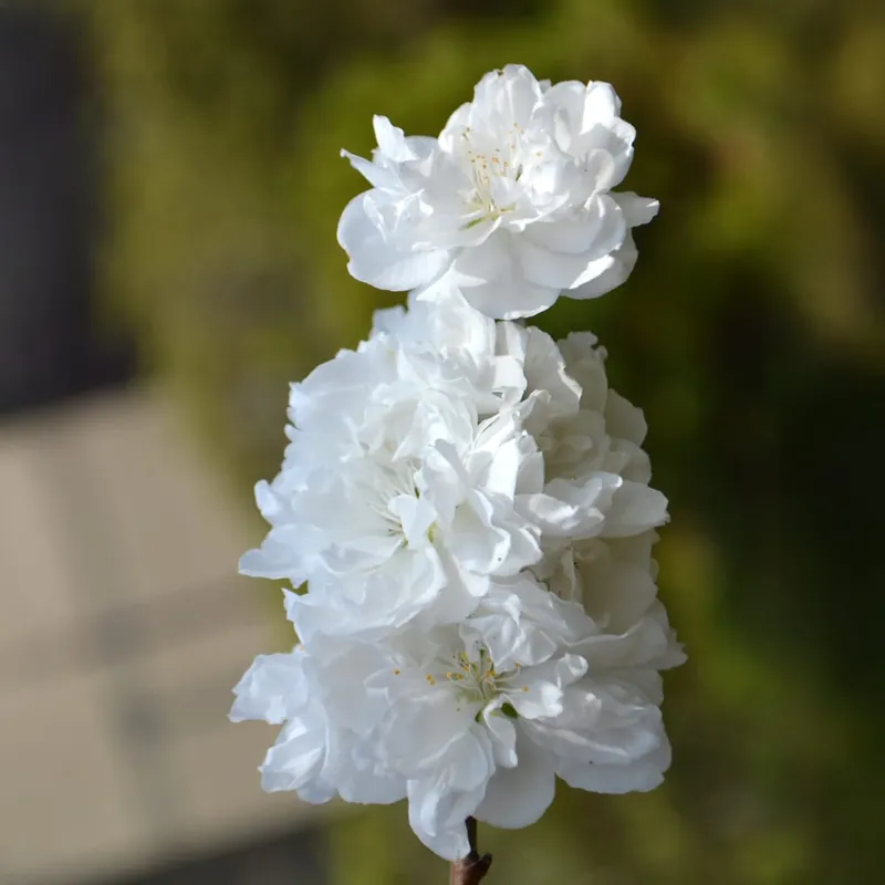 Gran Oferta Prunus persica 'Taoflora'