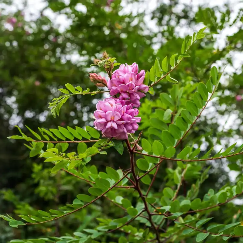 Garantía De Devolución De Dinero Robinia pseudoacacia 'Casque Rouge'