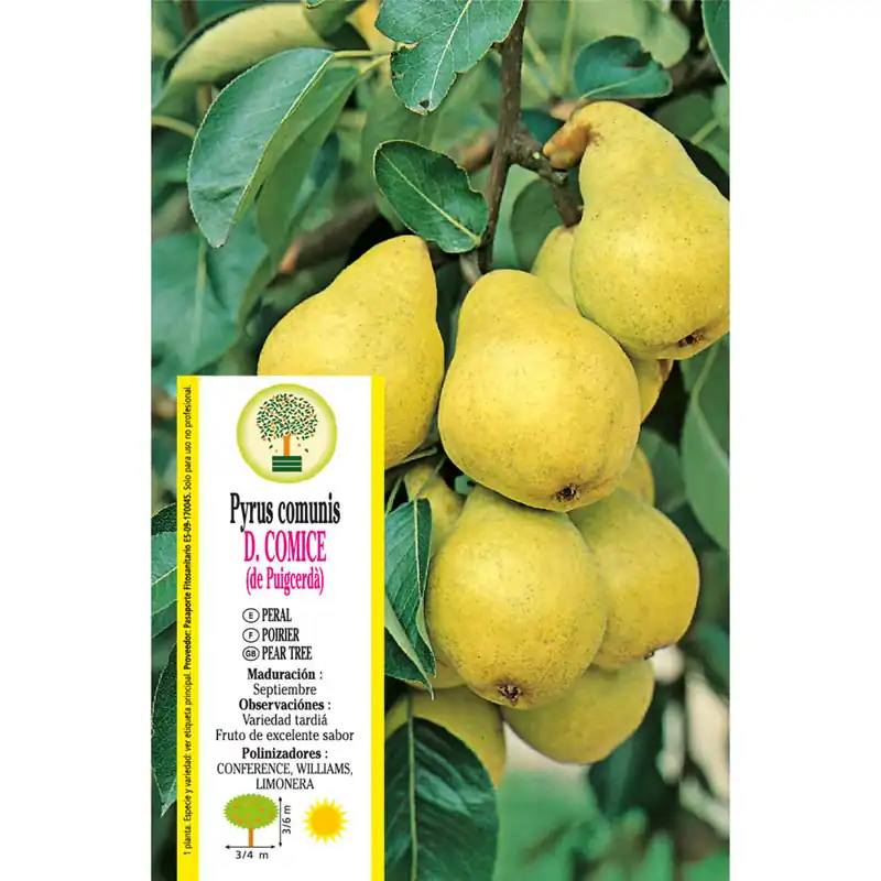 Peral 'Doyenné du Comice' (Pyrus communis) Mayoreo