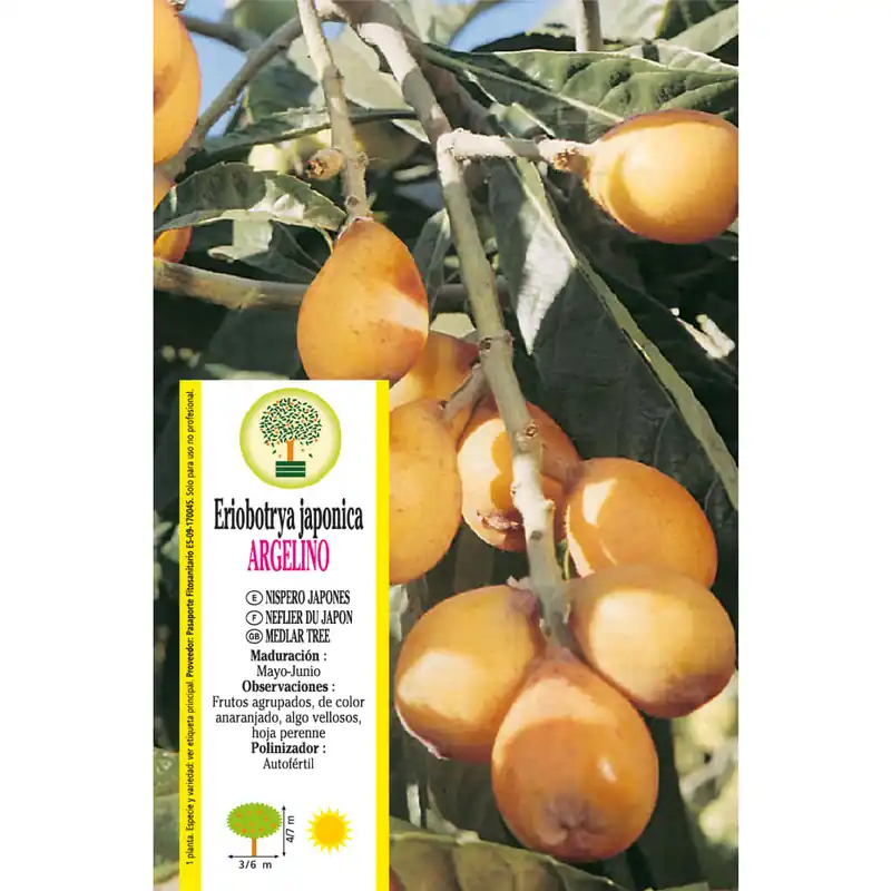 Níspero "Argelino" (Eriobotrya japonica) Hecho A Mano