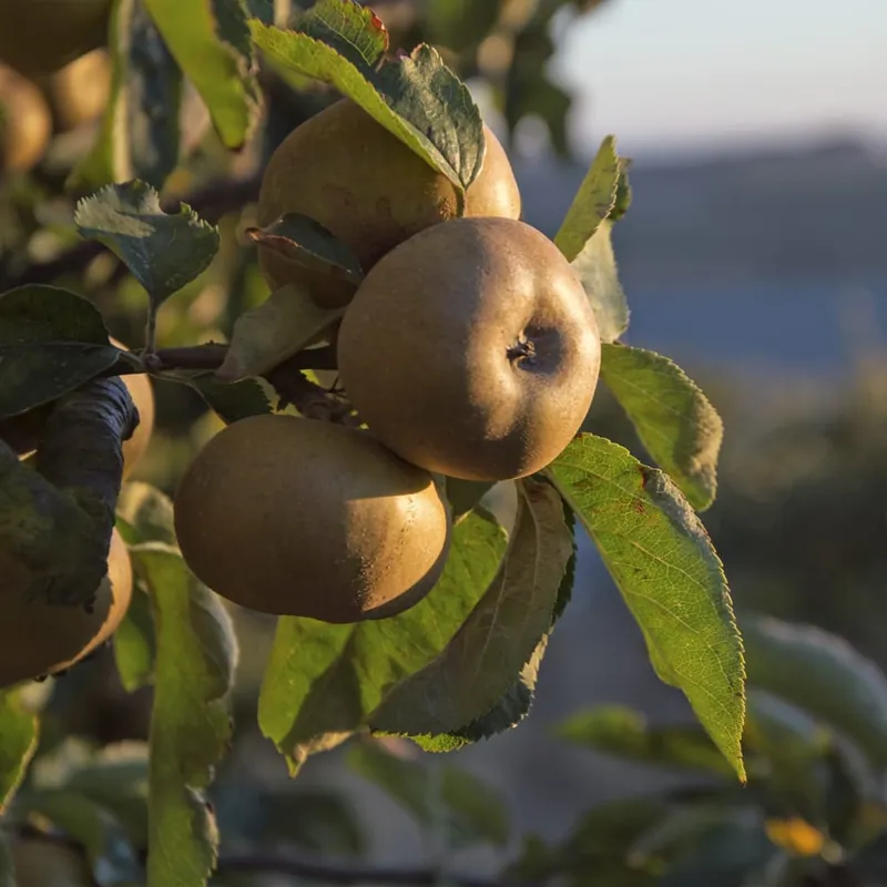 Alta Calidad Manzano 'Reineta Gris del Canadá' (Malus domestica)