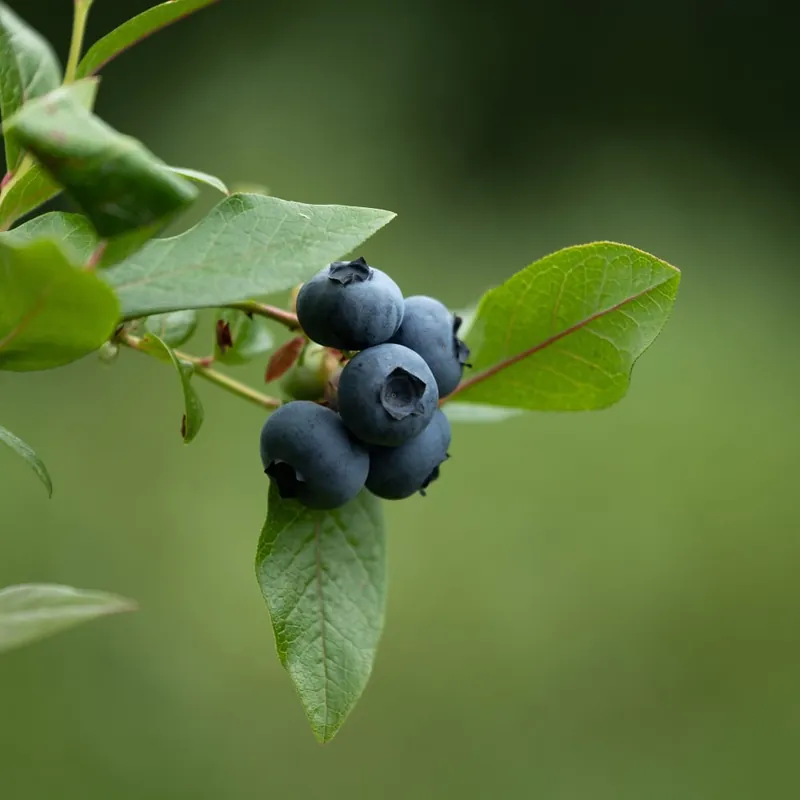 Promoción Exclusiva Arándano azul (Vaccinium corymbosum) 'Goldtraube'