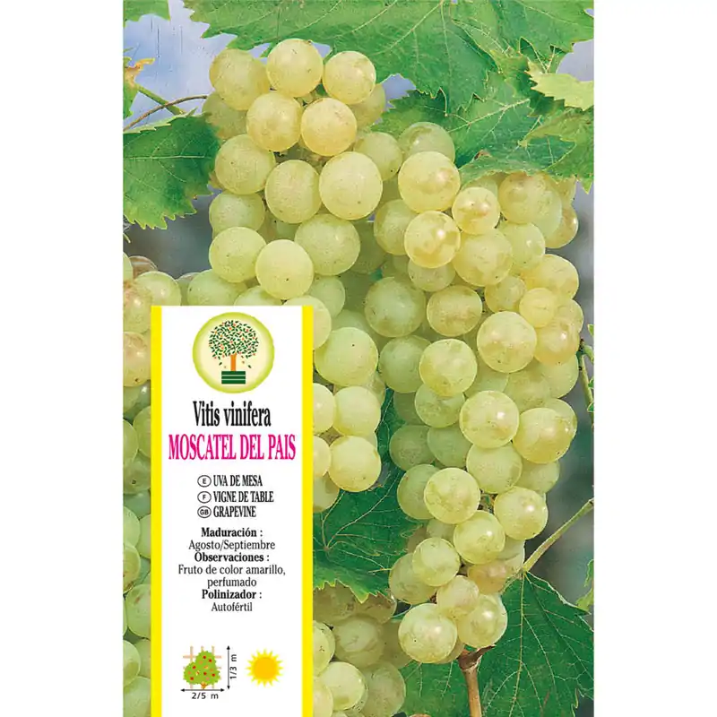 Uva blanca 'Moscatel de Alejandría' (Vitis vinifera) Mejor Calidad