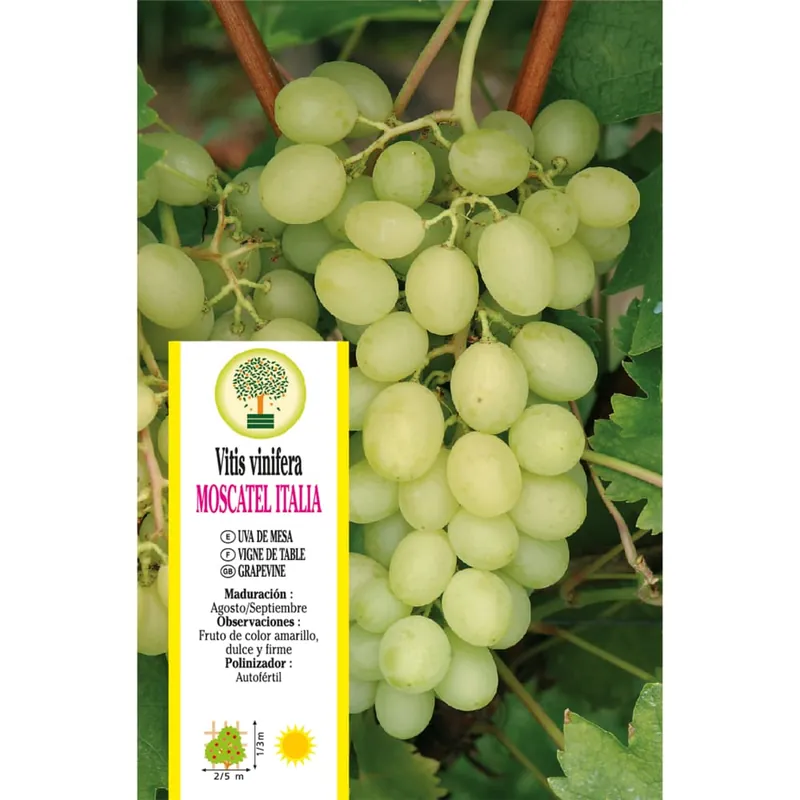 Uva blanca 'Moscatel Italia' (Vitis vinifera) Liquidación