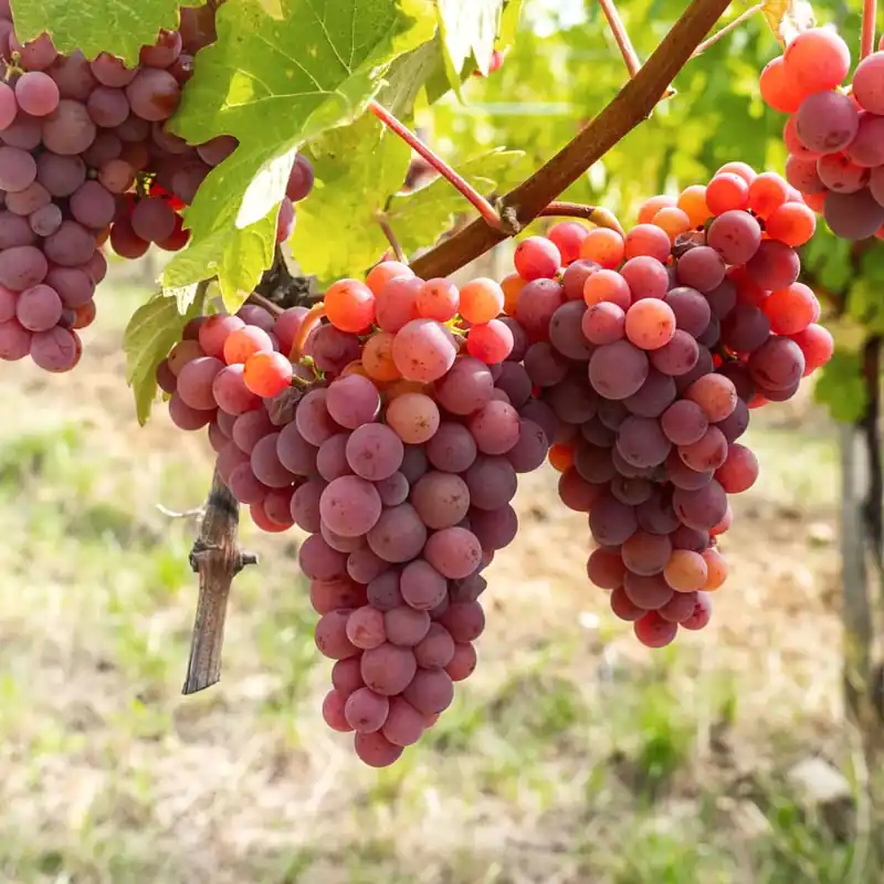 Ordena Ya Uva roja 'Crimson' (Vitis vinifera)