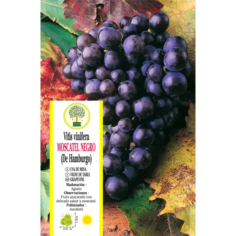 Uva negra 'Moscatel Hamburgo' (Vitis vinifera) A Buen Precio