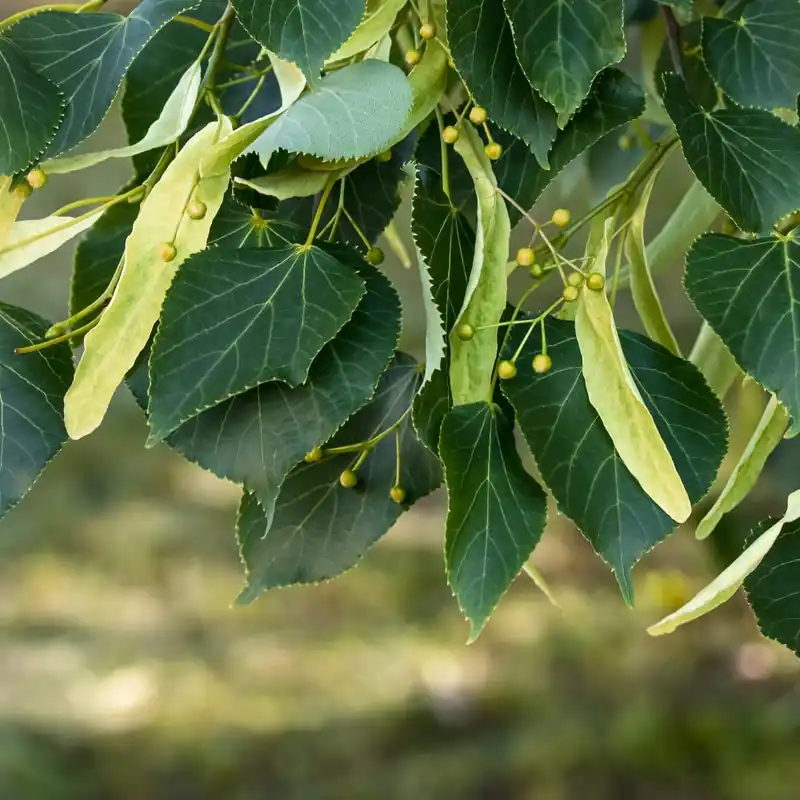 Tilia americana 'Redmond' Última Oportunidad